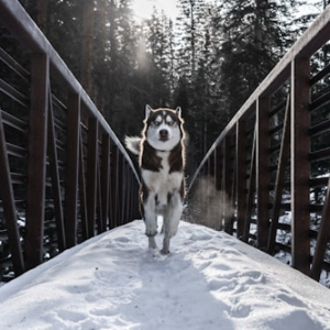 Commemorative Paper Figures