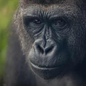 Love and Companionship Paper Gifts