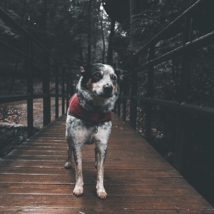 Pet Loss Support Journal